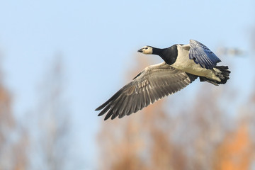barnacle goose flies