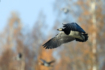 barnacle goose flies