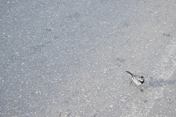 little bird 
