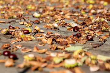 autumn leaves on the ground