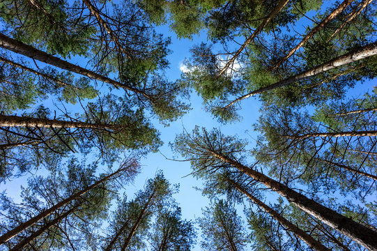 Tops of pine trees in the forest