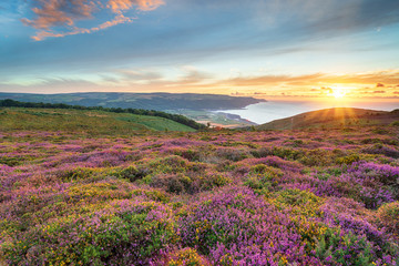 Fototapeta na wymiar Heather at Bossington in Somerset