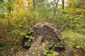 herbststürme © Kalle Kolodziej