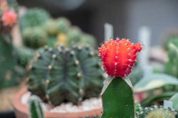 Beautiful Colorful Gymnocalycium cactus on pot in the garden.