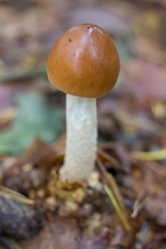 Amanita crocea,Amanita fulva mushroom in pine forest