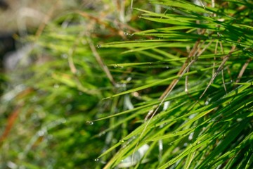 Grass with wet. 