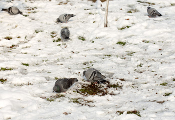 flock of pigeons on snow in winter