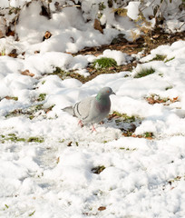 flock of pigeons on snow in winter