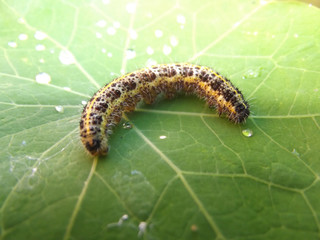 caterpillar on nasturtium leaf