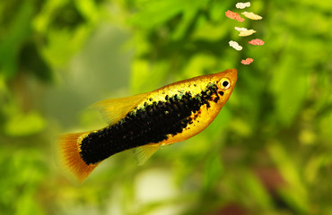 Platy eating fish flake food feeding aquarium fish 