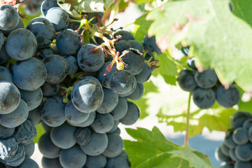 field of grapes before the vintage in Ribera de Duero in Spain
