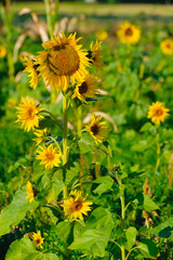 Sunflowers growing on a field