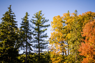 Fall foliage with yellow, green and orange colors against a blue sky. Taken in Minnetonka, Minnesota
