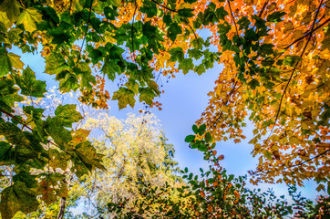 Fall foliage leaves in yellow, orange and green against a blue sky
