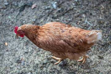 Huhn