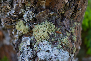 lichen on rocks 