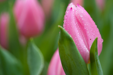 Pink Tulip on spot
