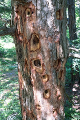 woodpecker holes