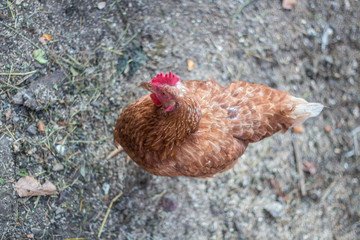 Huhn