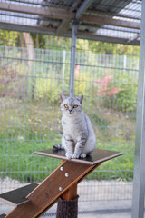 Obraz premium Grau Britisch Kurzhaar Katze BKH
