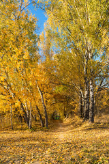 Autumn landscape of woods with trees with yellow leaves on the sun at Indian summer