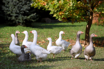 Goose and ducks live peacefully in the poultry farm rural scene