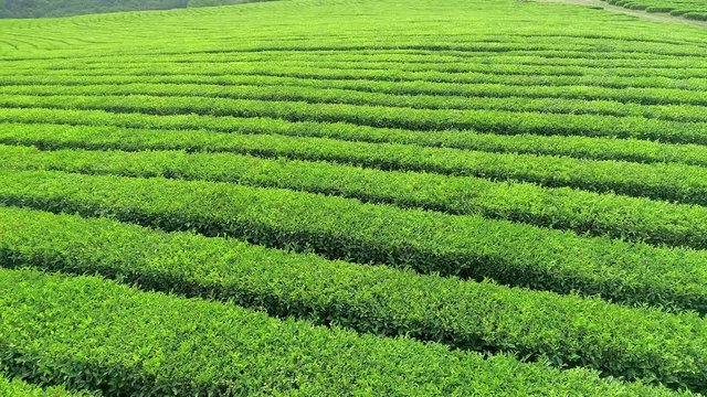 Aerial video of green tea plantation is locate nearby the hillside in Sri-Lanka . Aerial video from drone.