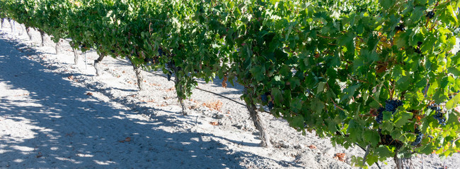 field of grapes before the vintage in Ribera de Duero in Spain