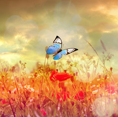 Plakaty  Beautiful butterfly and nice flowers. Summer landscape