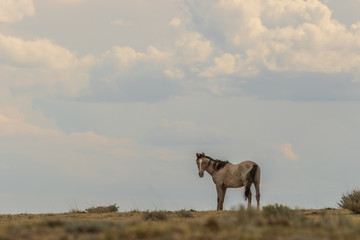 Wild Horse in the Colorado Desert in Summer