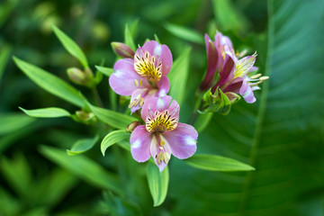 Beautiful alstroemeria lily flowers