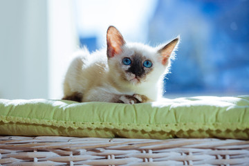 Fototapeta na wymiar Thai cat pelage breed kitten small cat pet gray white brown beige blue eyes sunlight window sun jokey