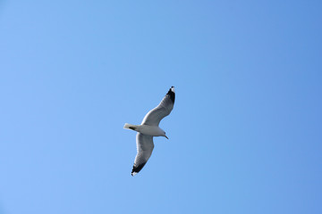 Flying seagull in the sky