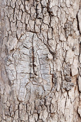 Old tree texture/backround