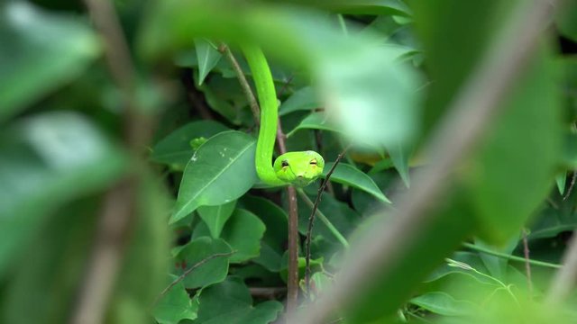 Oriental Whip Snake (Ahaetulla prasina) on Tree Branch