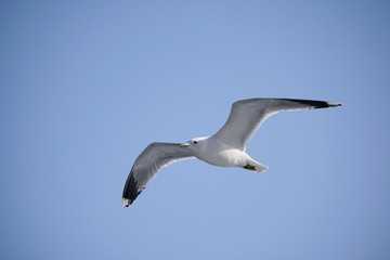 Fototapeta na wymiar Flying seagull in the sky