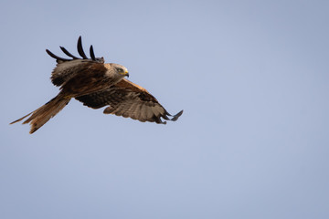 A large red kite soars overhead
