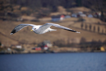 Flying seagull in the sky