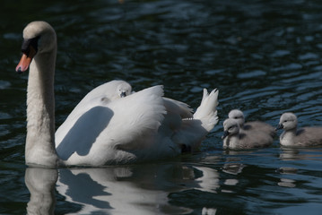 A swan carries a tiny signet on her back whist the other three elders follow closely behind