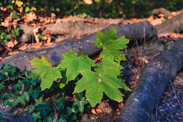 young tree leafs - sapling growing on the forest floor