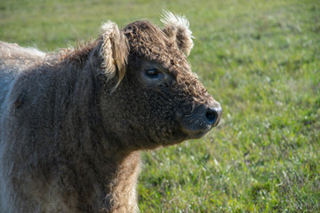 Head of the Scottish highland bull in profile.