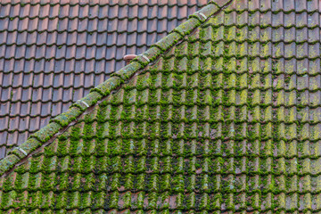 Roof with moss