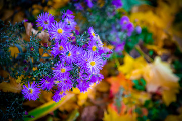 Flowers grow on the wall