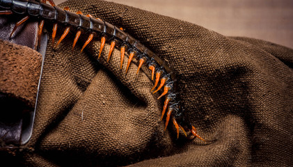 centipede