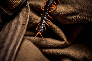 centipede