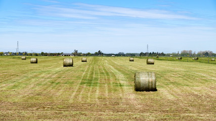 Fototapeta premium Campo de Feno
