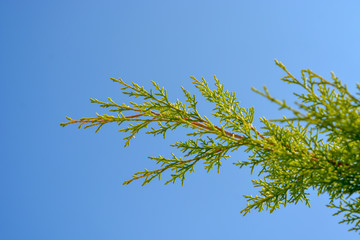 Evergreen scrubs plant with blue sky background