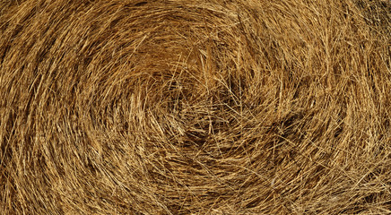 straw, dry straw, hay straw yellow background, hay straw texture