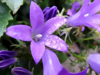 gros plan de fleurs de campanule perlée de gouttes d'eau du matin