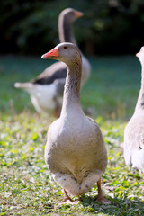 Goose and ducks live peacefully in the poultry farm rural scene